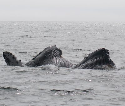 trip to monterey, part one {whale watching}