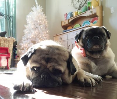 warming up to new dogs {hello pug love}
