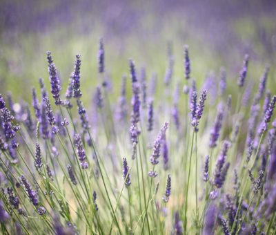 hello lavender fields